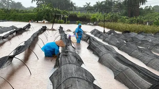 Tan tành rau, hoa vụ Tết - Báo Nông nghiệp
