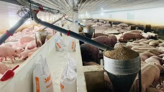 Chăn nuôi an toàn sinh học nghiêm ngặt - Báo Nông Nghiệp