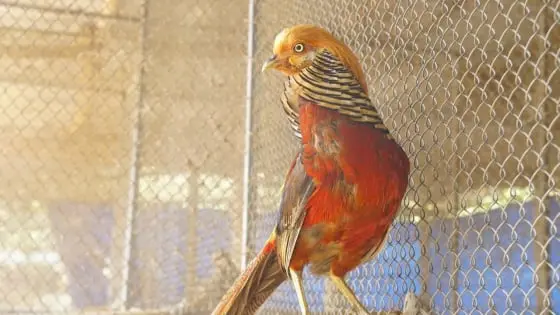 Làm giàu từ nuôi chim trĩ: Bí quyết thành công trên vùng trung du