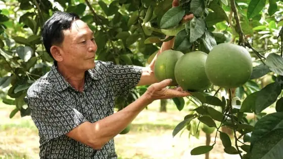 Trồng Hữu Cơ: Thu Hàng Vạn Trái Ngọt, Lãi 200-300 Triệu Mỗi Năm