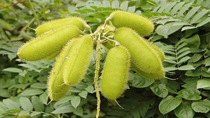 Cây dại mọc đầy ở Việt Nam, sang trời Tây giá 300.000 đồng/kg