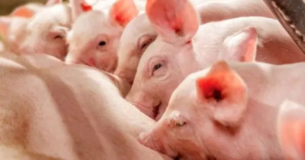 Giá Heo Hơi Hôm Nay 9/9/2025: Tiếp Tục Tăng Mạnh Trên Cả Nước