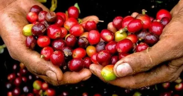 Giá nông sản ngày 6/10/2025: Cà phê và hồ tiêu cùng đi ngang - Tieudung.vn