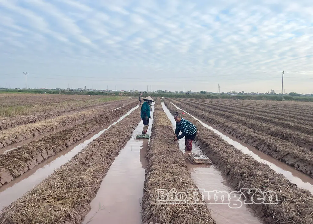 Xã Hoàng Hoa Thám: Liên kết sản xuất dưa chuột bao tử xuất khẩu – Cơ hội cho người nông dân