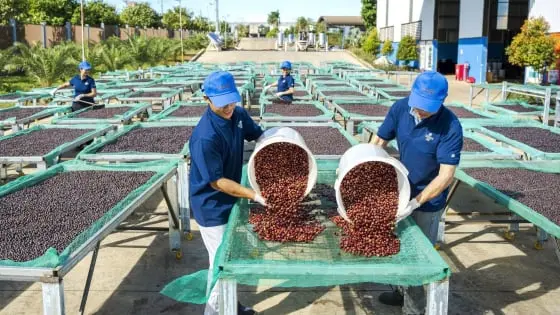 Hành trình đưa cà phê hữu cơ vươn ra thế giới: Câu chuyện thành công của Việt Nam