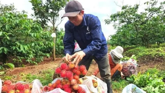 Rộn ràng mùa thu hoạch trái cây chủ lực - Báo Nông Nghiệp