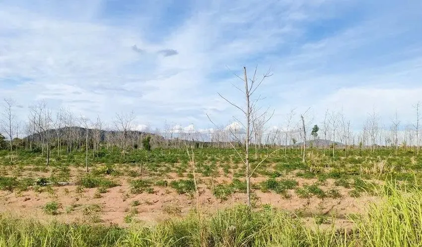 Gia Lai đánh giá thực trạng 17.651 ha cao su chết và kém phát triển