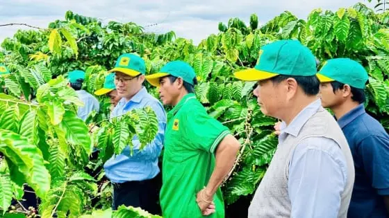 Khuyến Nông Dân Tây Nguyên Phát Triển Bền Vững Cây Trồng Chủ Lực: Giải Pháp SEO