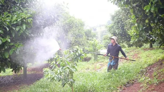 Đột Phá Sản Xuất Nông Nghiệp An Toàn, Hữu Cơ Tại Lâm Đồng