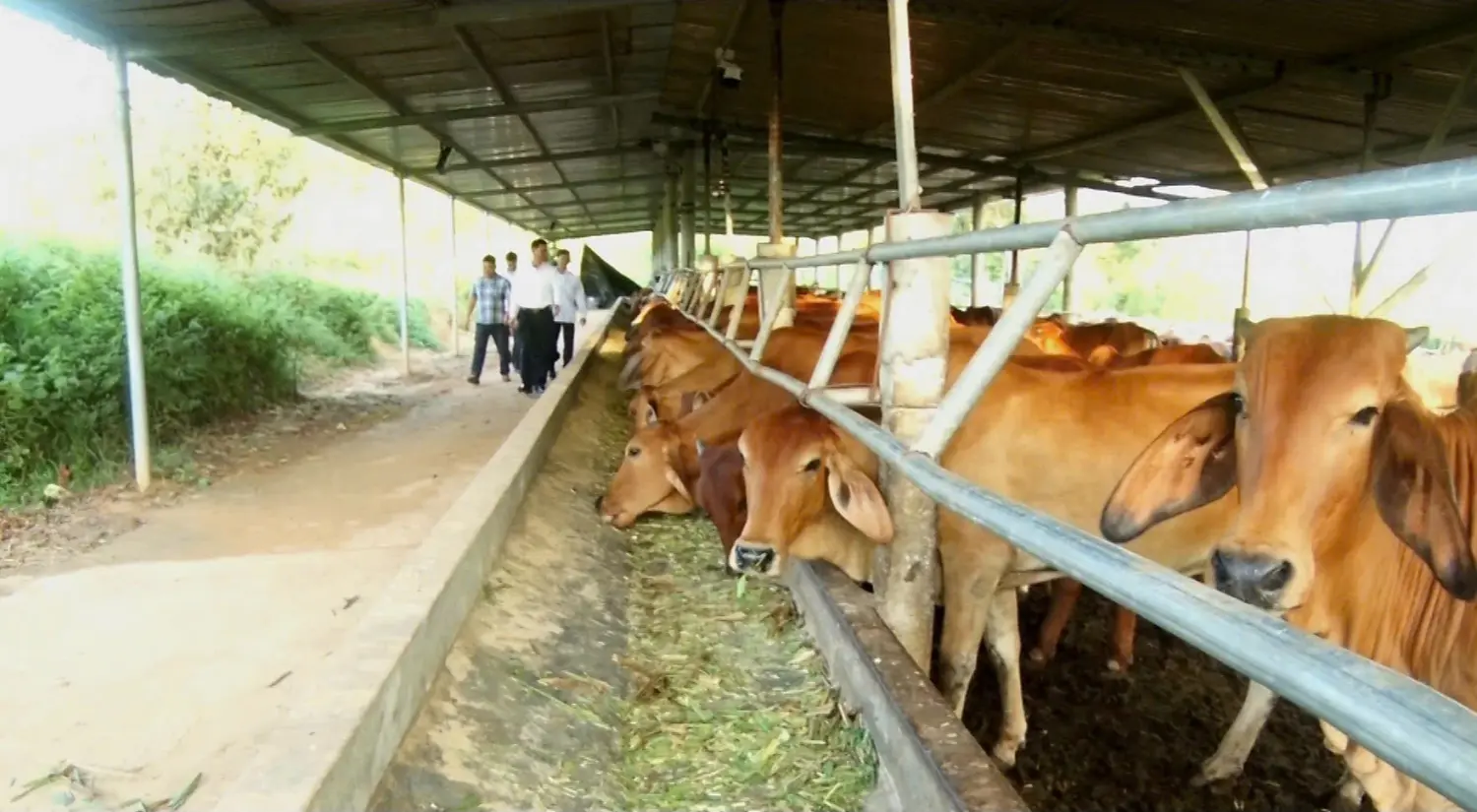 Hiệu quả từ trang trại nuôi bò nhốt ở vùng biên - Vietnam.vn