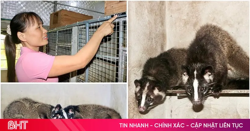 Mai Hoa có nhiều mô hình kinh tế "nở hoa" - Vietnam.vn