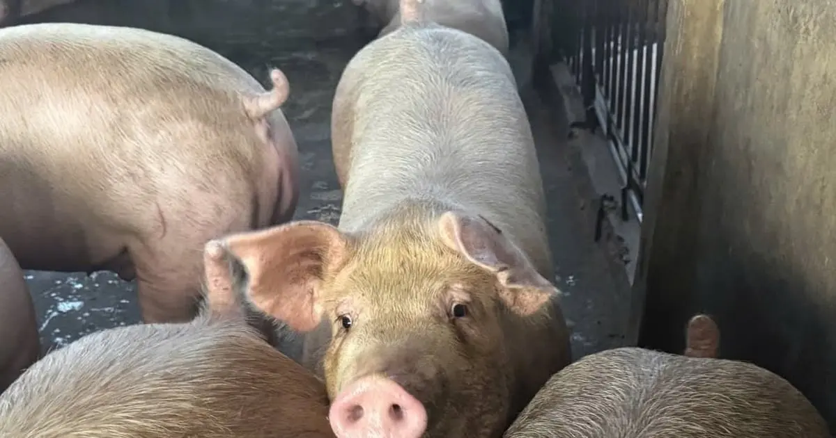 Giá Heo Hơi Hôm Nay 29/10: Phân Tích và Dự Báo Thị Trường [SEO]