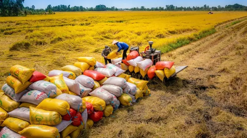 Việt Nam Tăng Cường Nhập Khẩu Lúa Gạo, Hạt Điều từ Campuchia: Cơ Hội và Thách Thức