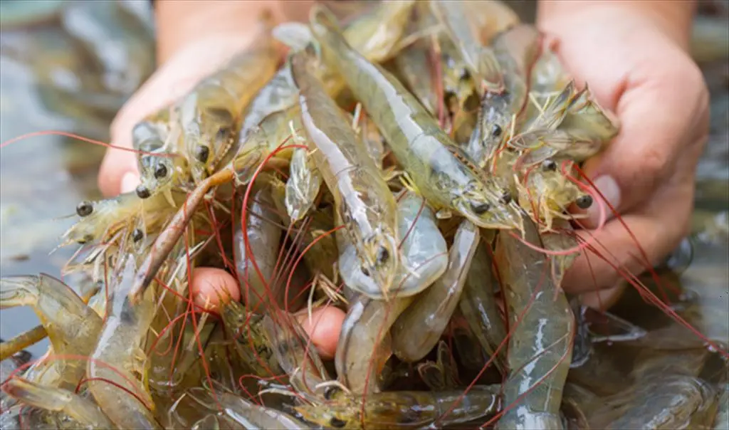 Giá tôm thế giới tuần 35: Giá tôm Ấn Độ ổn định dù lo ngại thuế Mỹ - Vasep.