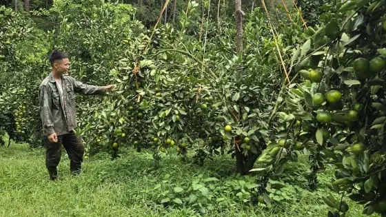 Trái ngọt từ đất đồi - Báo Nông nghiệp
