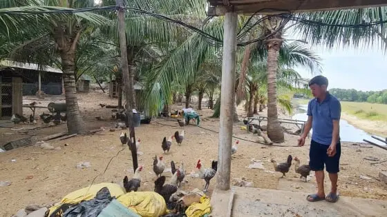 Những Mô Hình Chăn Nuôi Chi Phí Thấp, Hiệu Quả Cao Cho Nông Dân