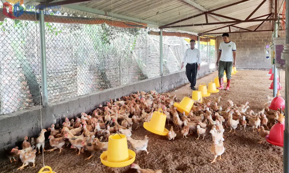 Hiệu quả mô hình trang trại tổng hợp - Báo Quảng Ninh điện tử