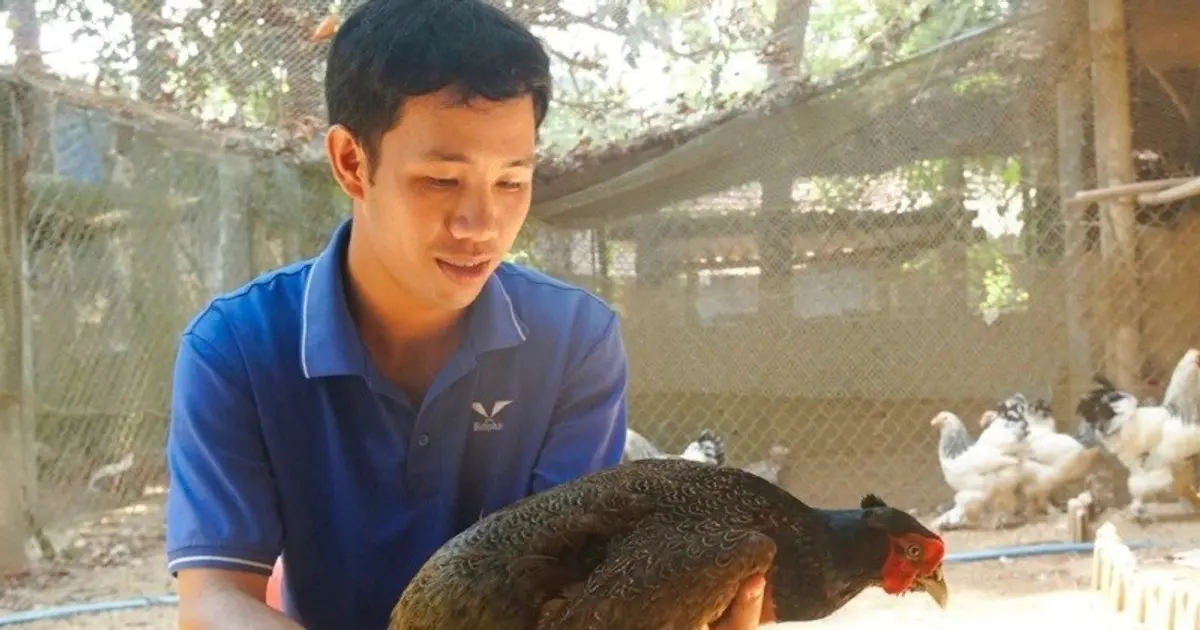 Anh nông dân Gia Lai về quê nuôi loài chim quý, bỏ túi 1 tỷ đồng/năm - Người quan sát