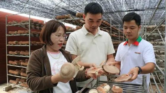 Nấm Hương Hữu Cơ: Nguồn Protein Thay Thế Thịt Bò Đầy Tiềm Năng