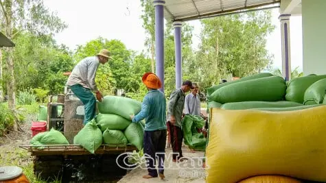 Giá lúa Cà Mau lao dốc sau khi Philippines ngừng nhập khẩu - Vietnam.vn
