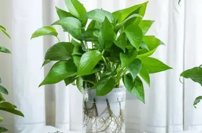 3 Loại Cây Xanh Giúp Cải Thiện Tâm Trạng Và Tạo Không Gian Sống Lý Tưởng