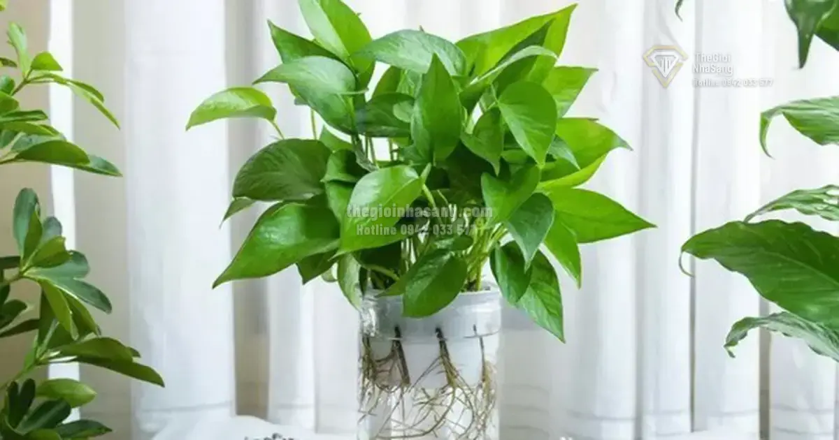 3 Loại Cây Xanh Giúp Cải Thiện Tâm Trạng Và Tạo Không Gian Sống Lý Tưởng