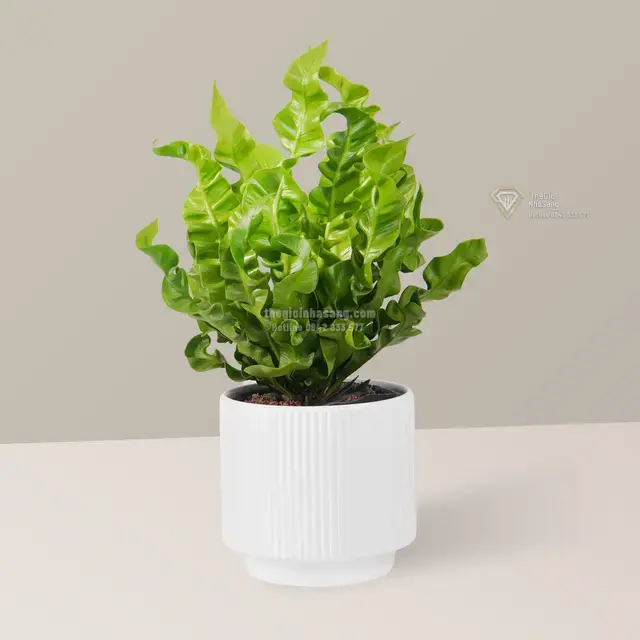 3 Loại Cây Xanh Giúp Cải Thiện Tâm Trạng Và Tạo Không Gian Sống Lý Tưởng