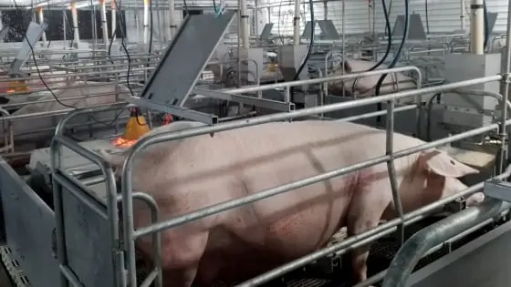 An toàn sinh học, chìa khóa bảo vệ đàn lợn trước dịch bệnh - Báo Nông nghiệp