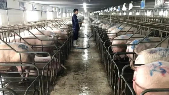 Gia Lai quy hoạch lại chăn nuôi - Báo nông nghiệp