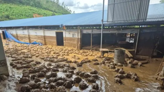 Xót xa những trại gà ở vùng lũ - Báo Nông nghiệp