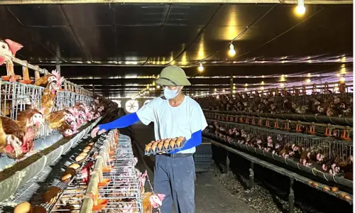 Liên kết sản xuất, HTX và nông dân Hà Tĩnh đẩy mạnh phát triển chăn nuôi gà theo hướng an toàn