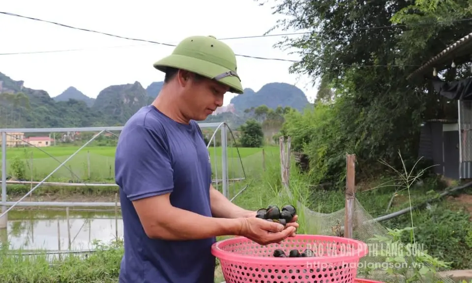 Thiện Tán: Bí Quyết Làm Giàu Từ Ốc Nhồi Gia Truyền