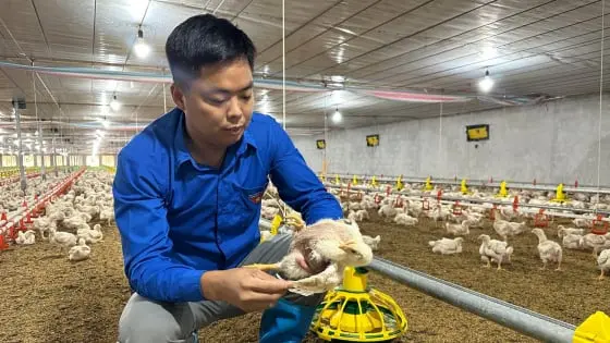 Mô Hình Trang Trại Gà Xanh Sạch Ứng Dụng Công Nghệ Cao: Hướng Đi Bền Vững Cho Ngành Chăn Nuôi