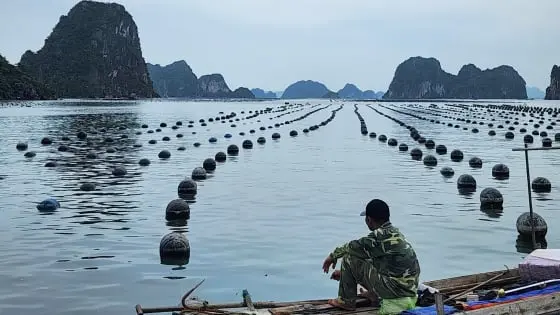 Đánh giá lại sức tải của biển: [Bài 3] Nỗi lo 'được mùa, mất giá' - Báo Nông nghiệp