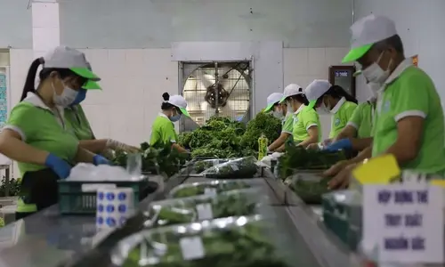 Hợp tác xã: Bệ đỡ vững chắc cho nông sản đô thị, tăng sức cạnh tranh