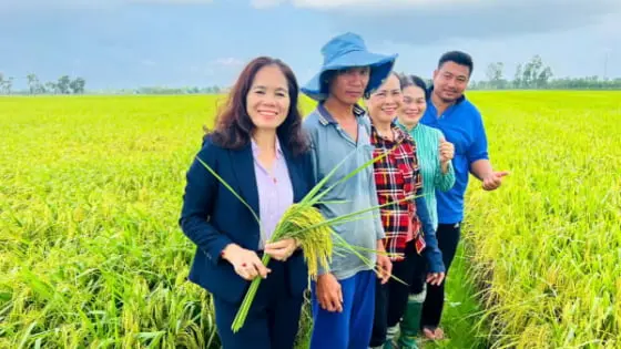 Giống lúa HP1 niềm hy vọng mới cho nông dân ĐBSCL