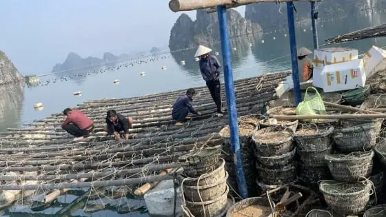 Vân Đồn phục hồi nuôi biển sau bão Yagi [Bài 3]: Người gỡ lại vốn nhanh nhất