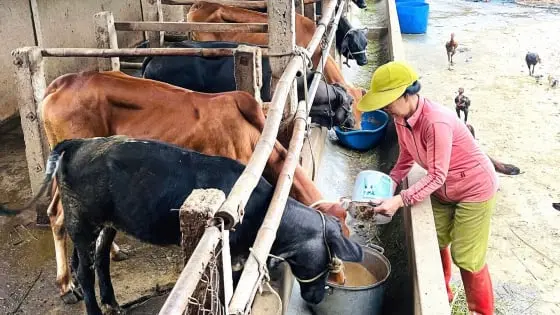 Thoát nghèo từ nuôi bò vỗ béo: [Bài 4] Trang trại bò giúp dân giảm nghèo - Báo Nông Nghiệp
