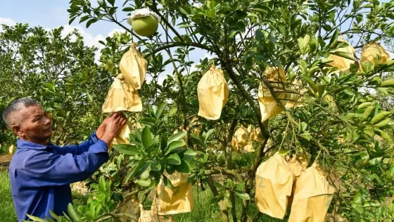 Bí quyết 'dưỡng lão' để vườn bưởi già bội thu - Nông sản Việt