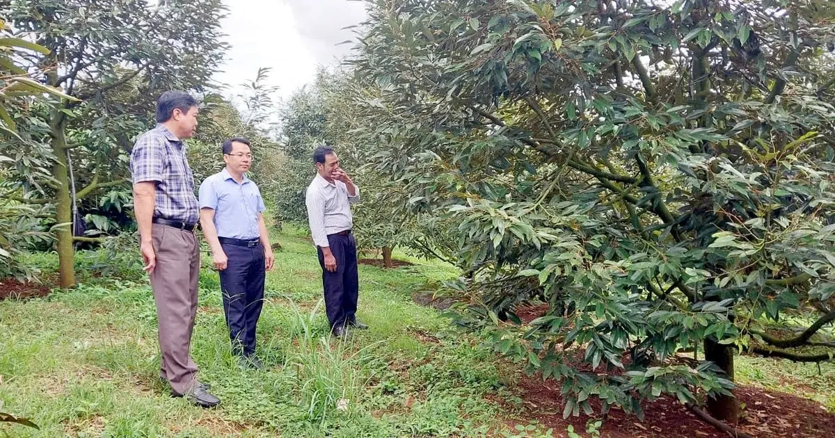 Thu 7 tỷ đồng từ vườn, ao, chuồng ở Ðắk Sắk - Vietnam.vn