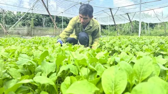 Biến đất cát khô cằn thành trang trại rau hữu cơ xanh mướt - Nông sản Việt