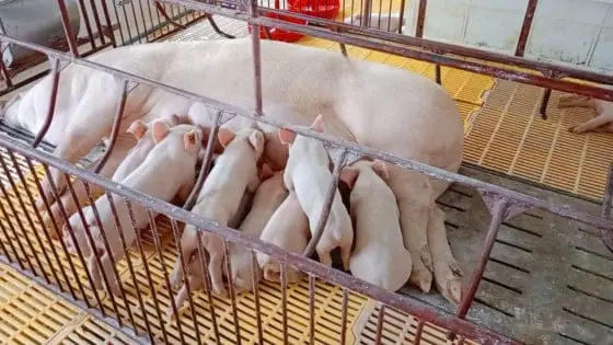 Tái đàn đón thị trường cuối năm: [Bài 3] Nâng cao an toàn sinh học - Báo Nông nghiệp