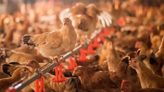 Hà Nội Ủy Quyền Sở NN&PTNT Giải Quyết Thủ Tục Chăn Nuôi, Thú Y: Tối Ưu Hóa Quy Trình