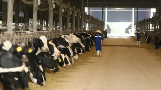 Từ chuồng trại mái rạ đến vòng tuần hoàn xanh của ngành chăn nuôi - Báo Nông Nghiệp