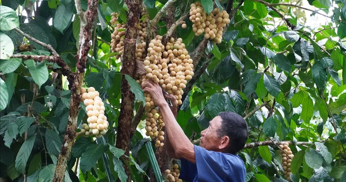 Liên kết vùng nguyên liệu phát triển sản phẩm OCOP - Vietnam.vn