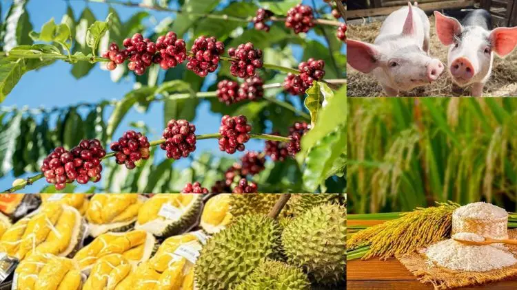 Thị trường hôm nay 24/10: Cà phê trong nước tăng vọt, ngược chiều thế giới