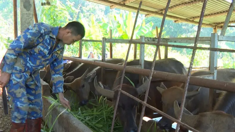 Nuôi trâu to bự, trồng quả ngon, nông dân này ở Thái Nguyên giàu lên, giúp bà con lối xóm ...