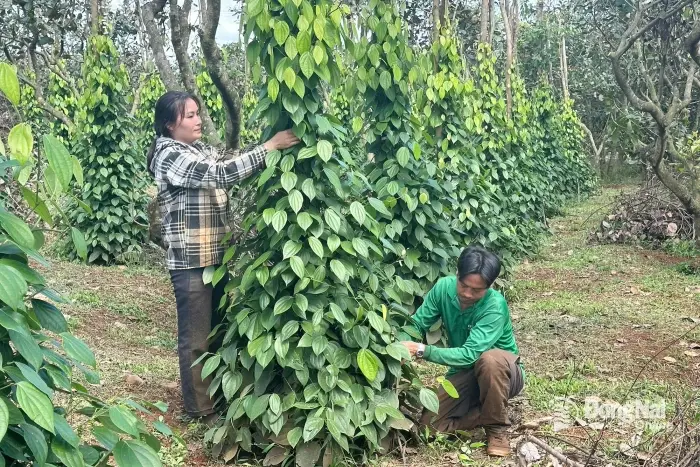 Rẫy vườn ở Đak Nhau xanh màu cuộc sống