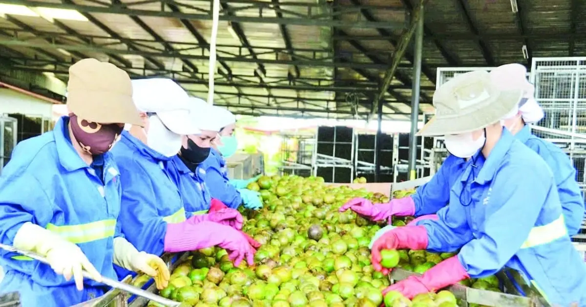 Nâng tầm nông sản Gia Lai - Vietnam.vn