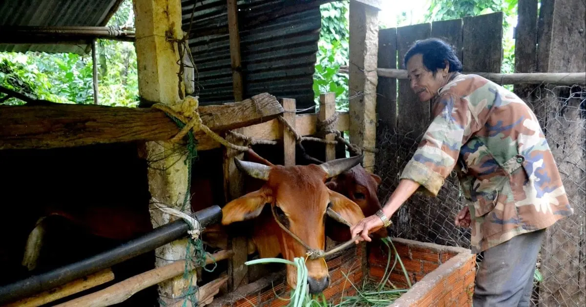 Tìm hướng đi cho chăn nuôi nông hộ - Vietnam.vn
